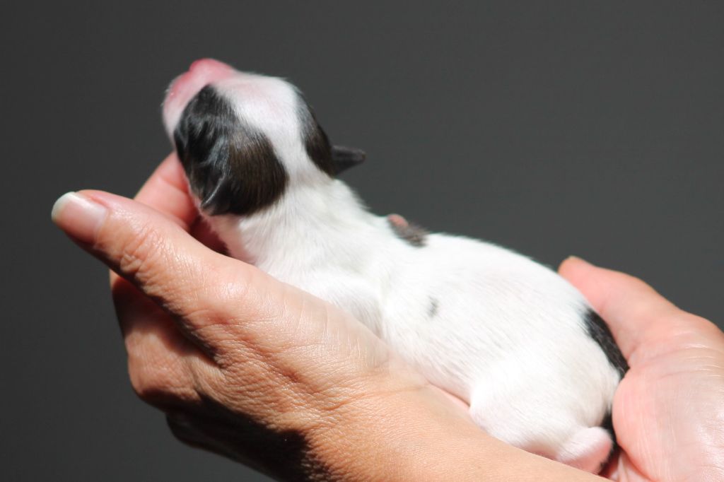 au Royaume D'ultra - les bébés sont arriver !