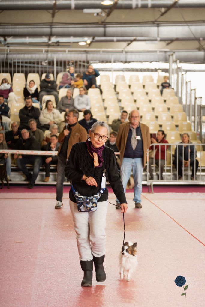 au Royaume D'ultra - expo Tarbes