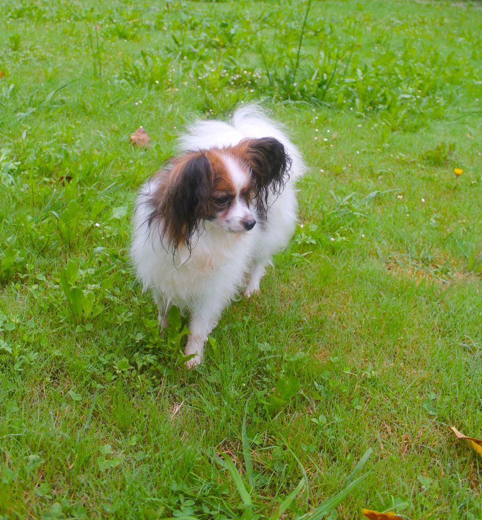 Roxy De La Vallée Du Papillon