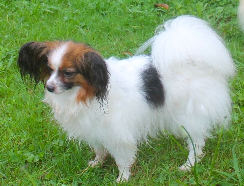 Roxy De La Vallée Du Papillon