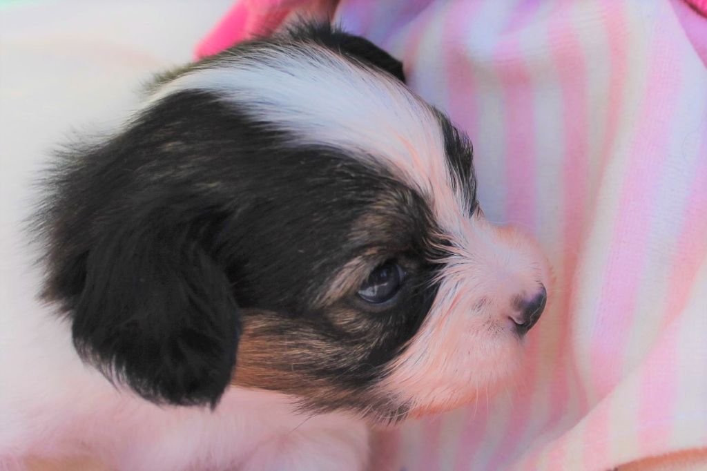 chiot Epagneul nain Continental (Papillon) au Royaume D'ultra