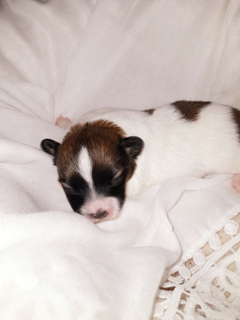 chiot Epagneul nain Continental (Papillon) au Royaume D'ultra