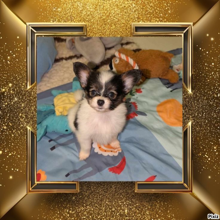 au Royaume D'ultra - Chiot disponible  - Epagneul nain Continental (Papillon)