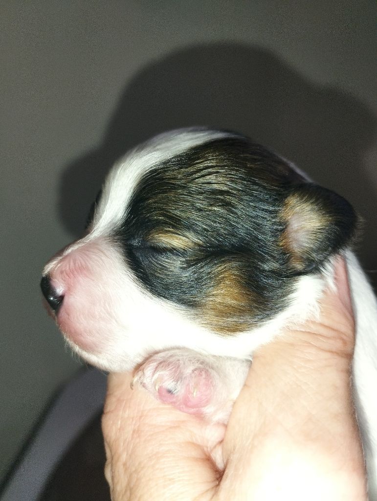 au Royaume D'ultra - Chiot disponible  - Epagneul nain Continental (Papillon)