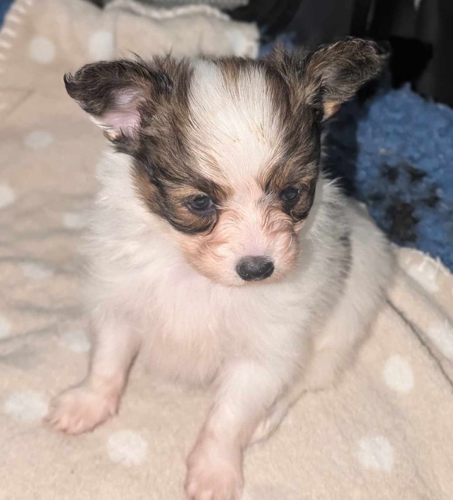 au Royaume D'ultra - Chiot disponible  - Epagneul nain Continental (Papillon)