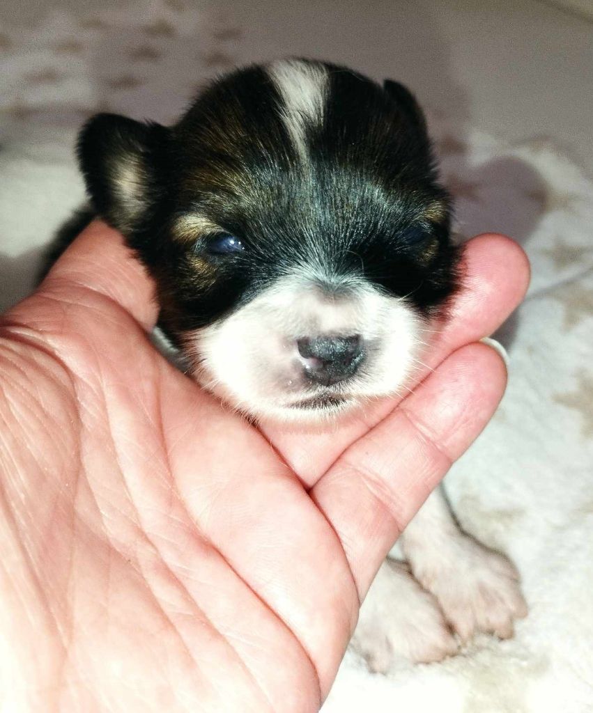 au Royaume D'ultra - Chiot disponible  - Epagneul nain Continental (Papillon)