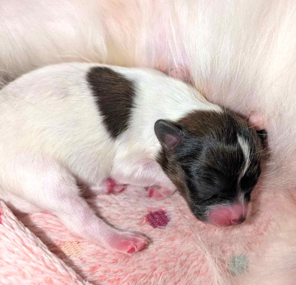 au Royaume D'ultra - Chiot disponible  - Epagneul nain Continental (Papillon)