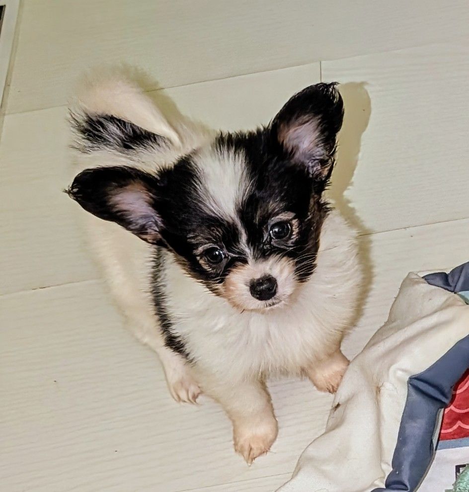 au Royaume D'ultra - Chiot disponible  - Epagneul nain Continental (Papillon)