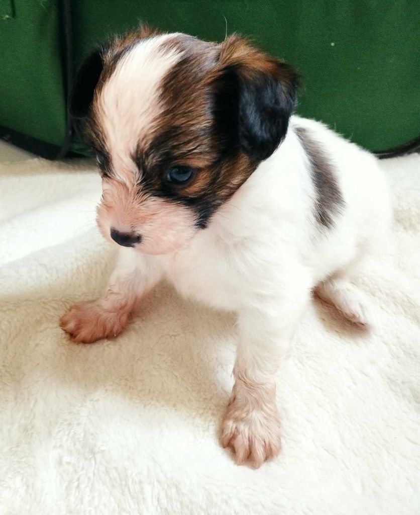 au Royaume D'ultra - Chiot disponible  - Epagneul nain Continental (Papillon)