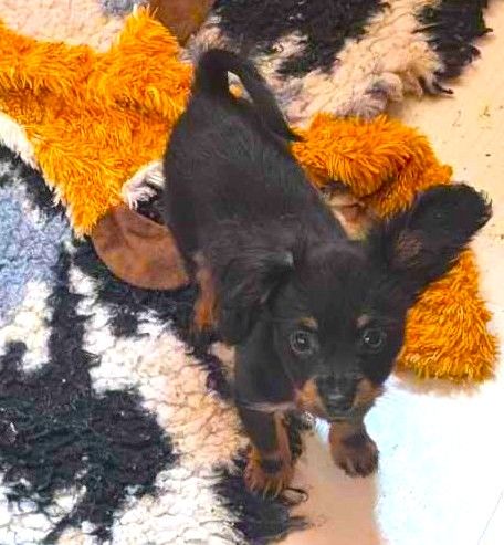 au Royaume D'ultra - Chiot disponible  - Russkiy Toy (Petit Chien Russe)