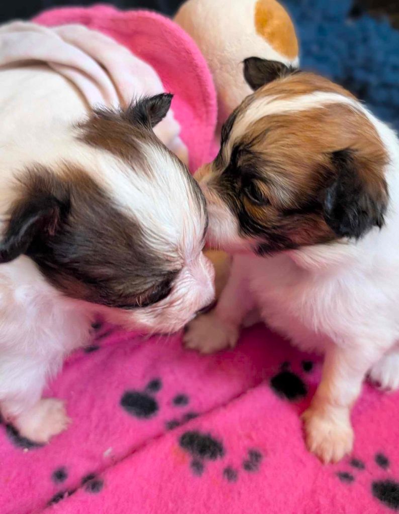 chiot Epagneul nain Continental (Papillon) au Royaume D'ultra