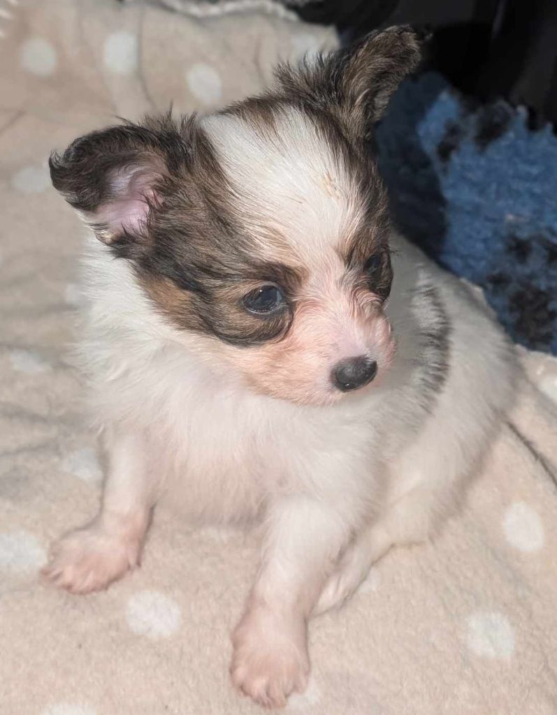 au Royaume D'ultra - Chiot disponible  - Epagneul nain Continental (Papillon)