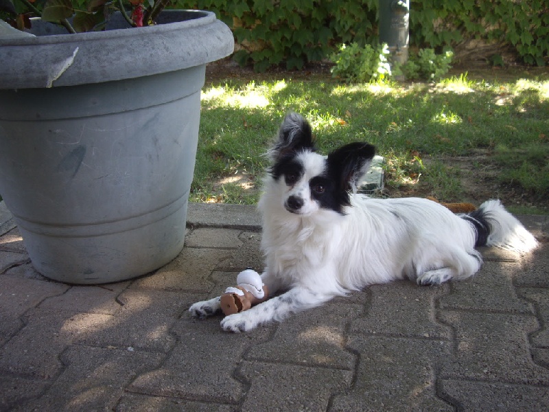 Gemy-scott au Royaume D'ultra