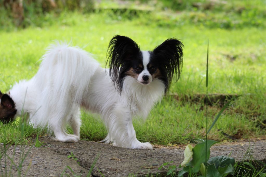 Joyce- dorothee au Royaume D'ultra