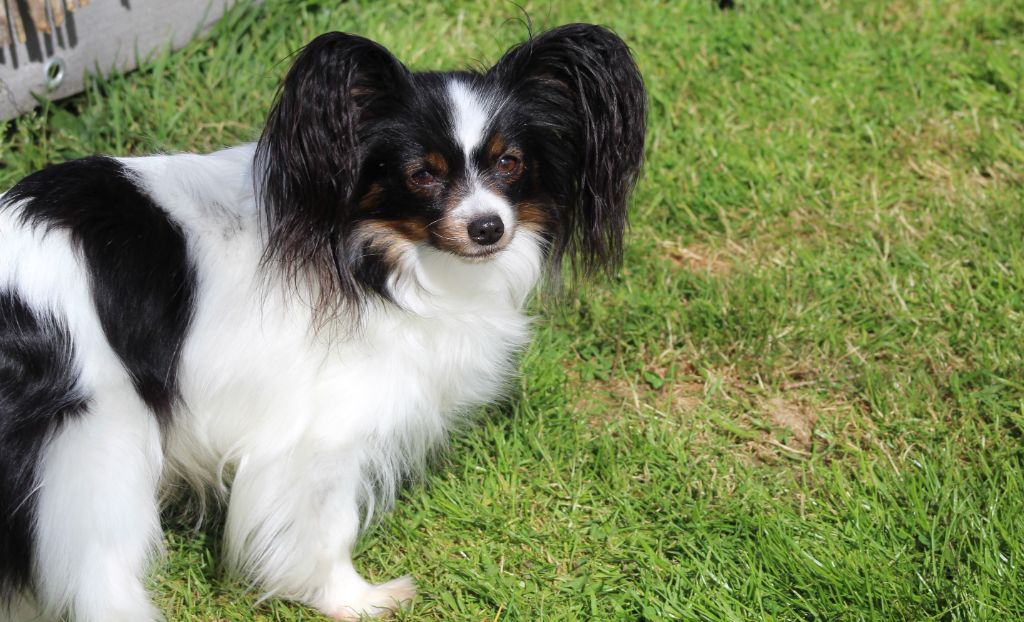 Nonnette au Royaume D'ultra