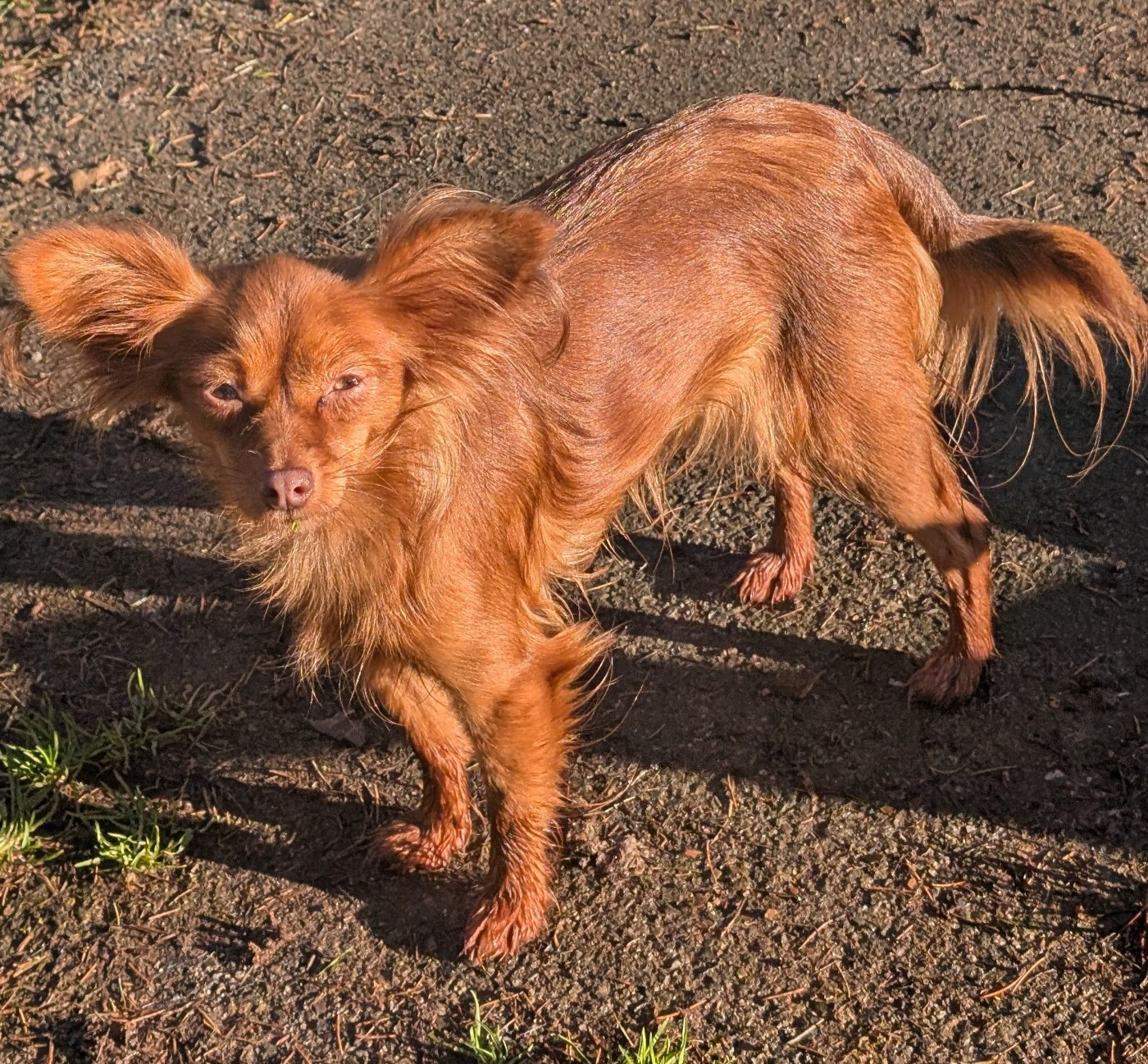 Toupie Des Elflines De Gaelic