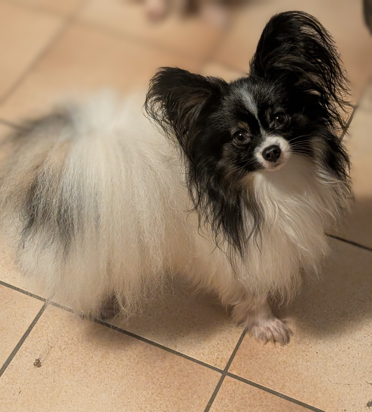 Uillyam Du Domaine De Hunaudaye