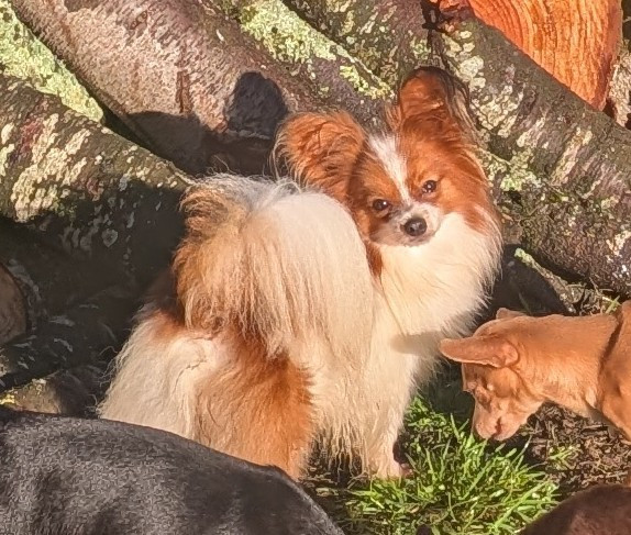 Upsilone-nerferty au Royaume D'ultra