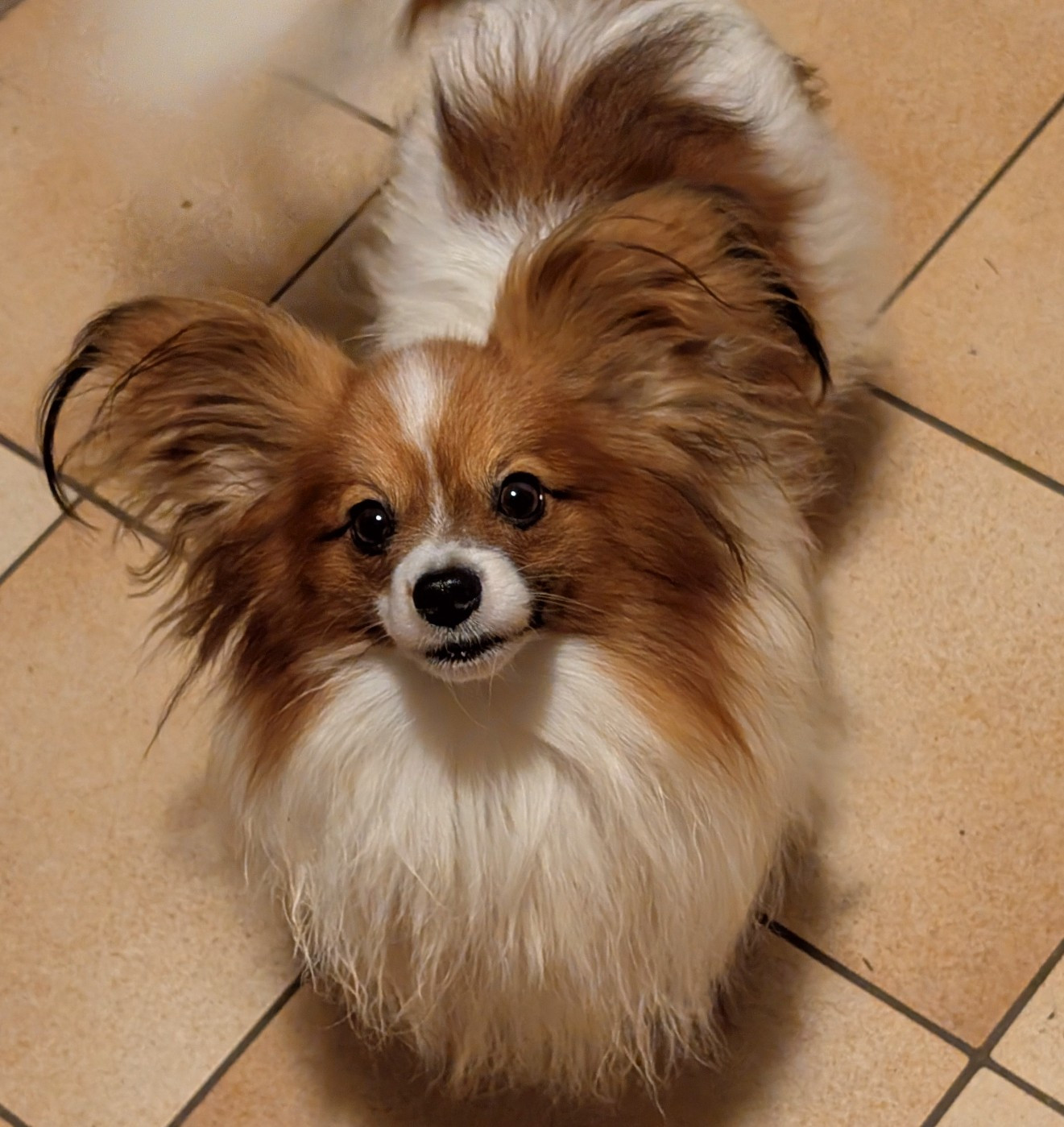 Vianney soprano des rizieres d'ha tay