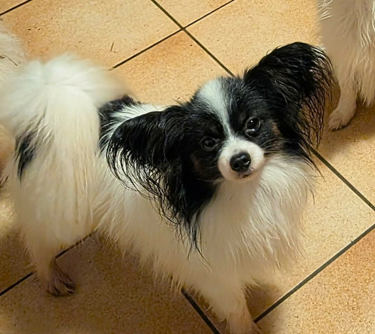 Ulys Des Iles De La Caraïbe