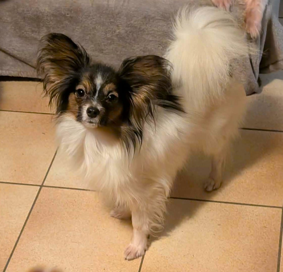 Versailles-shiva De La Combe De L'Eau