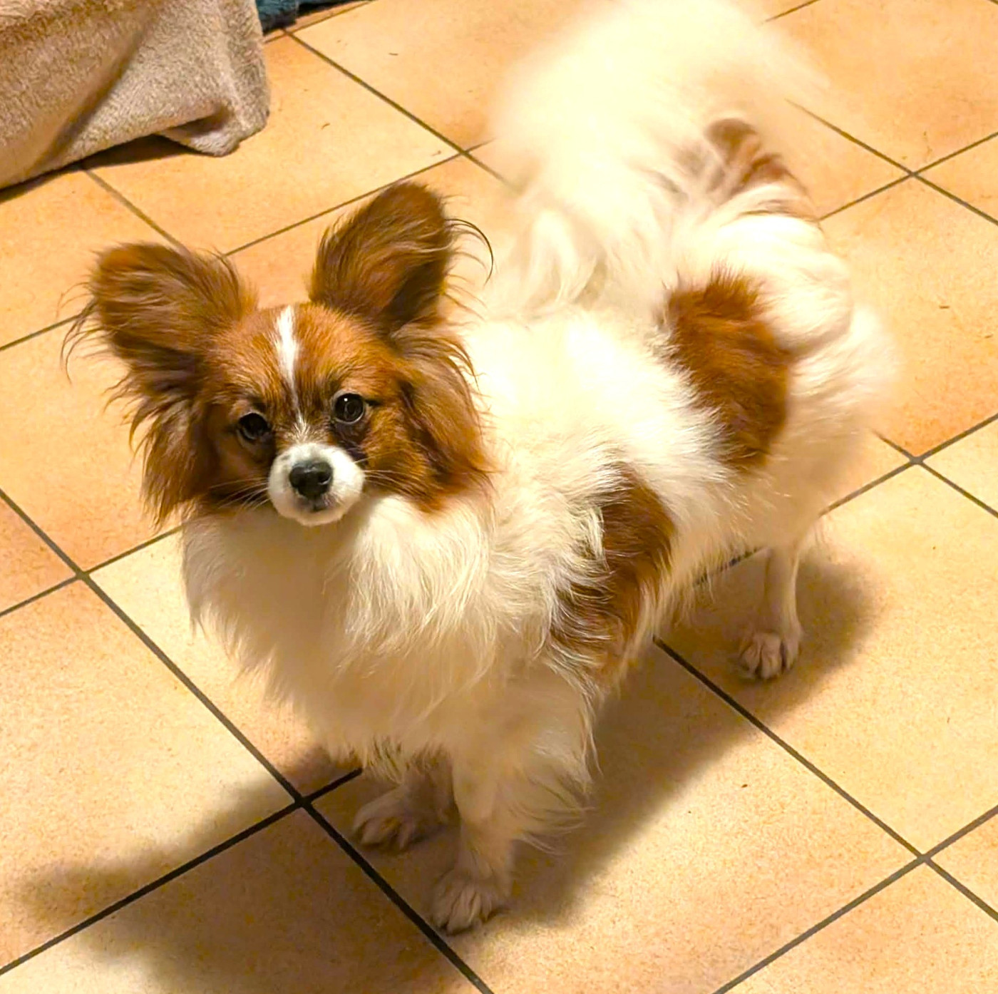 Valmy-tyffanie au Royaume D'ultra