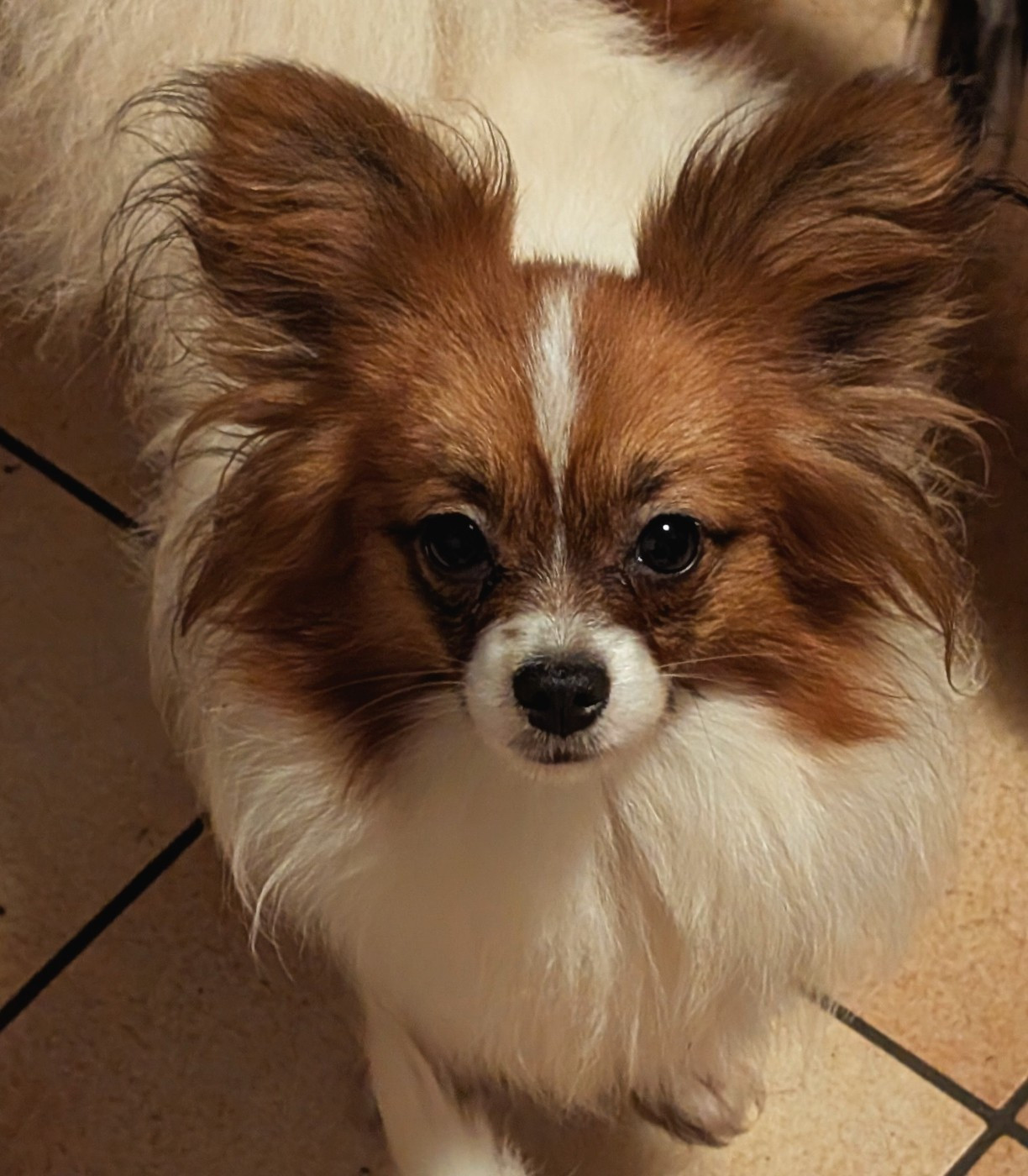 Valmy-tyffanie au Royaume D'ultra