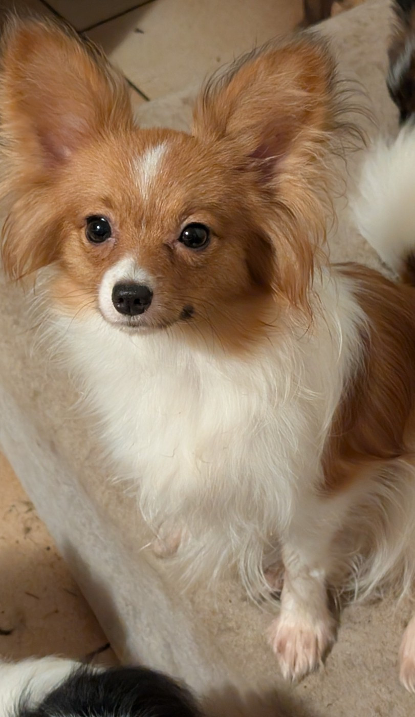 Altesse-royale-poupie De La Fée Violette