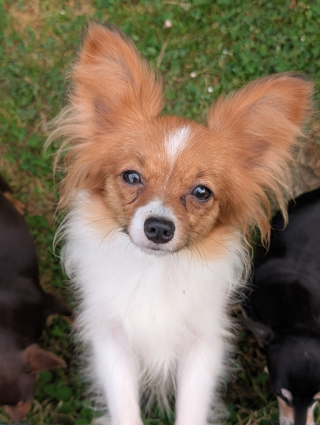 Altesse-royale-poupie De La Fée Violette