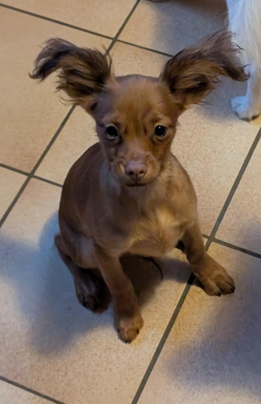 Alazir De la Nouknoukerie