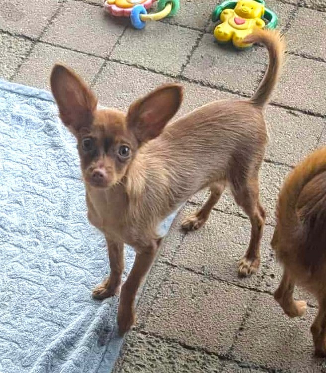 Annouchka-Toupie au Royaume D'ultra