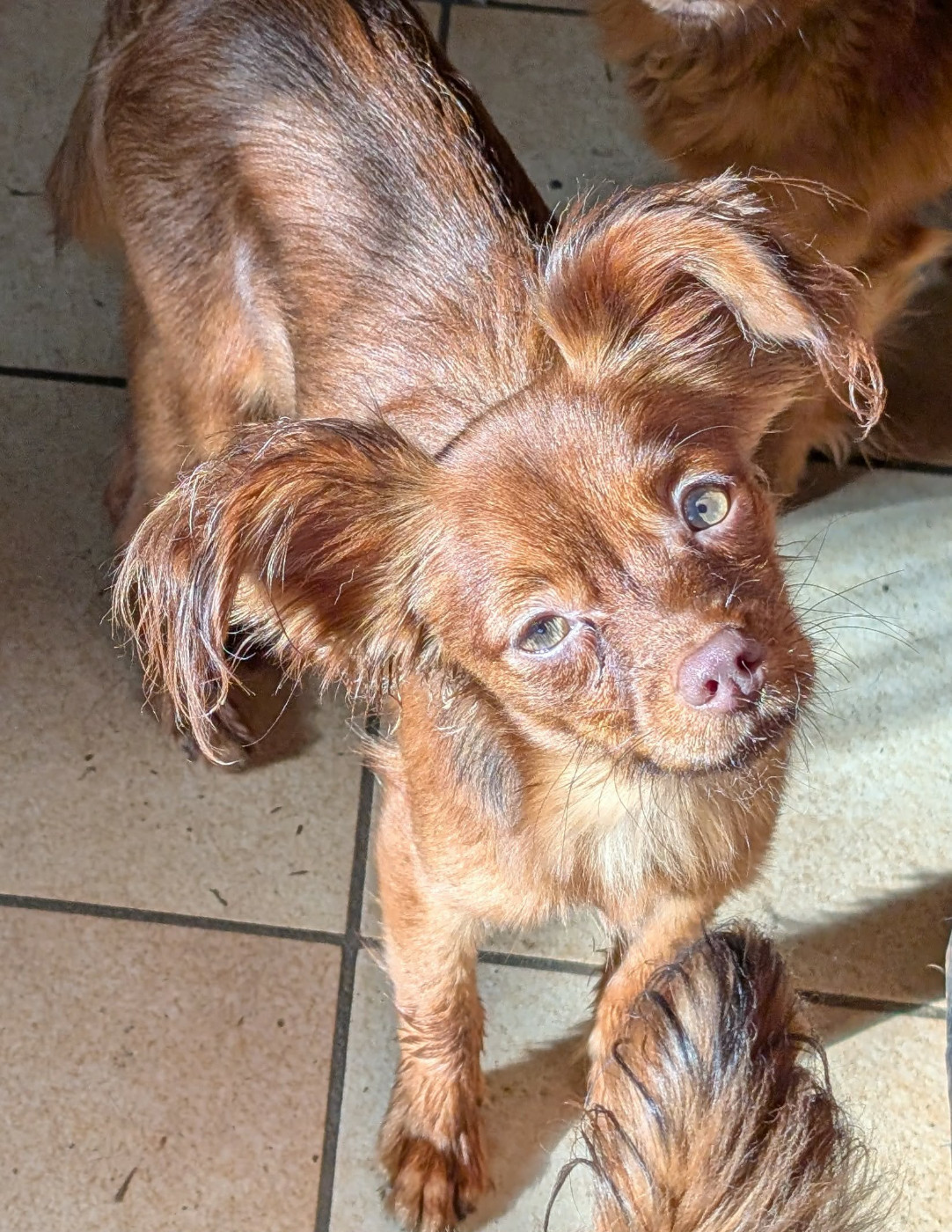 Alazir De la Nouknoukerie