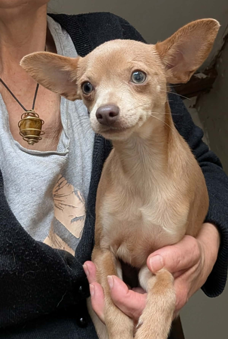 Apollon-Univers du Dieu de la Lumiere