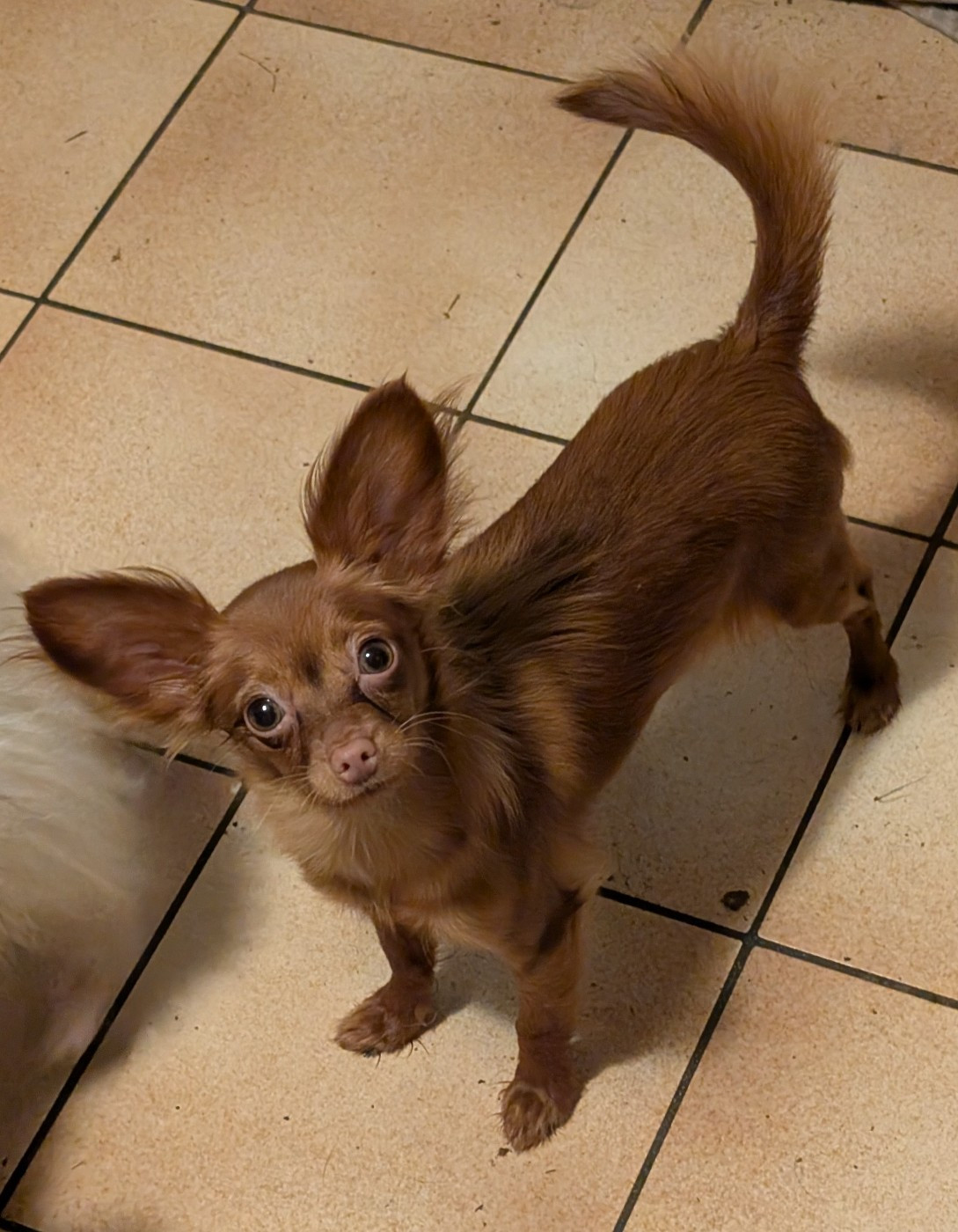 Annouchka-Toupie au Royaume D'ultra