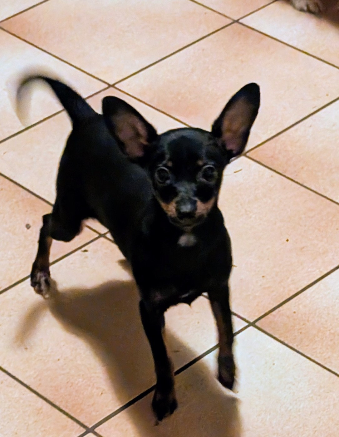 Acya-siberia au Royaume D'ultra