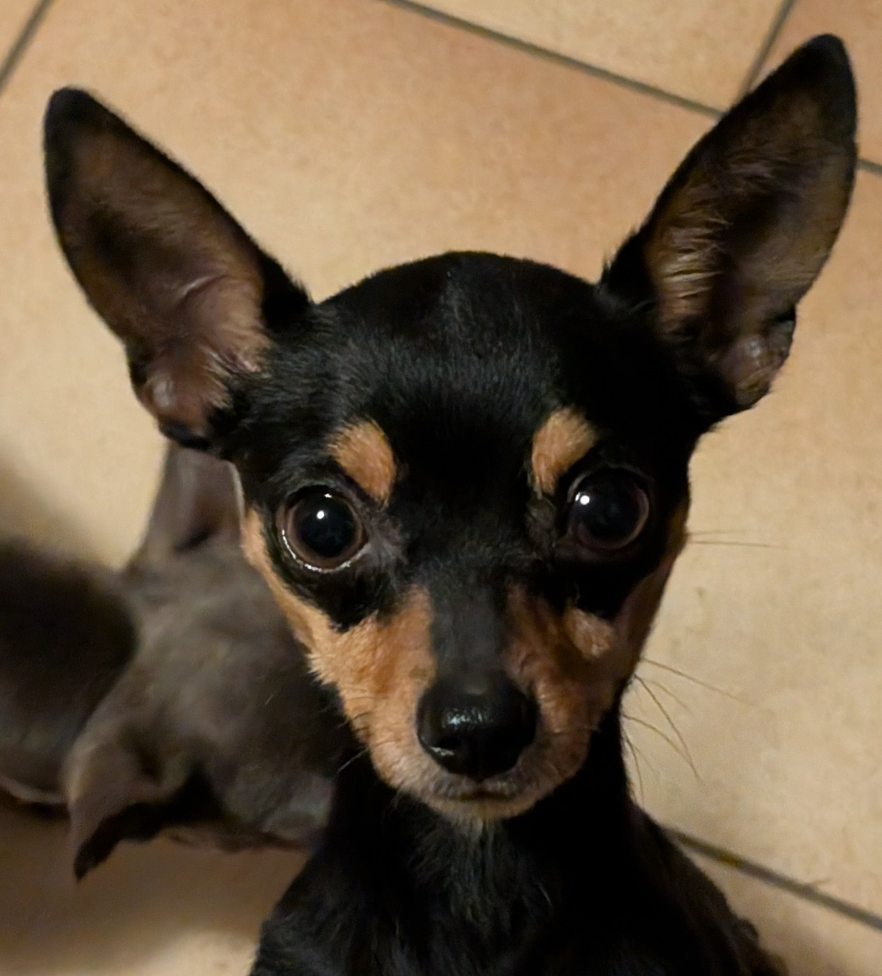 Viva-stella au Royaume D'ultra