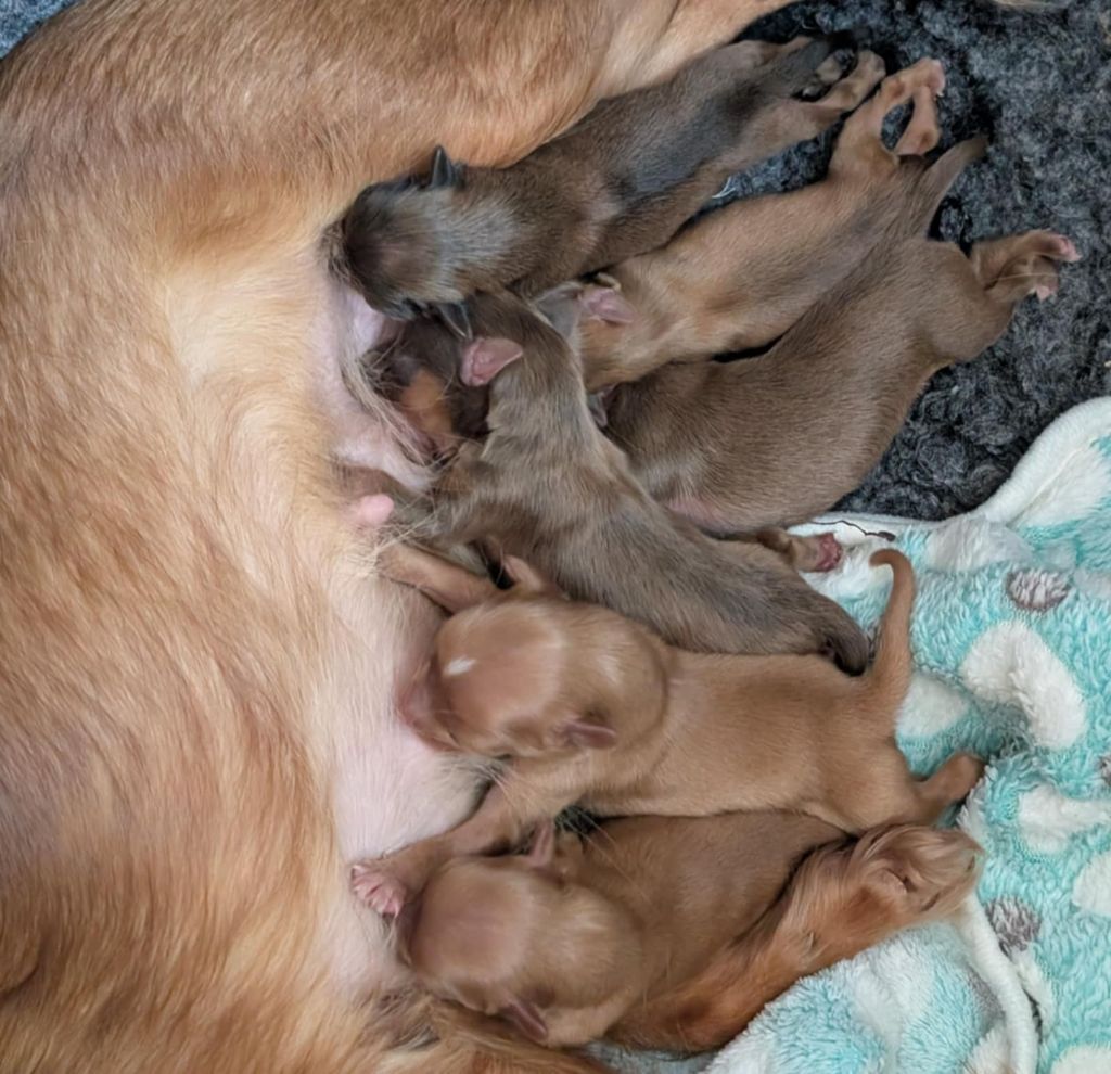 ils sont  née 6 bibis 