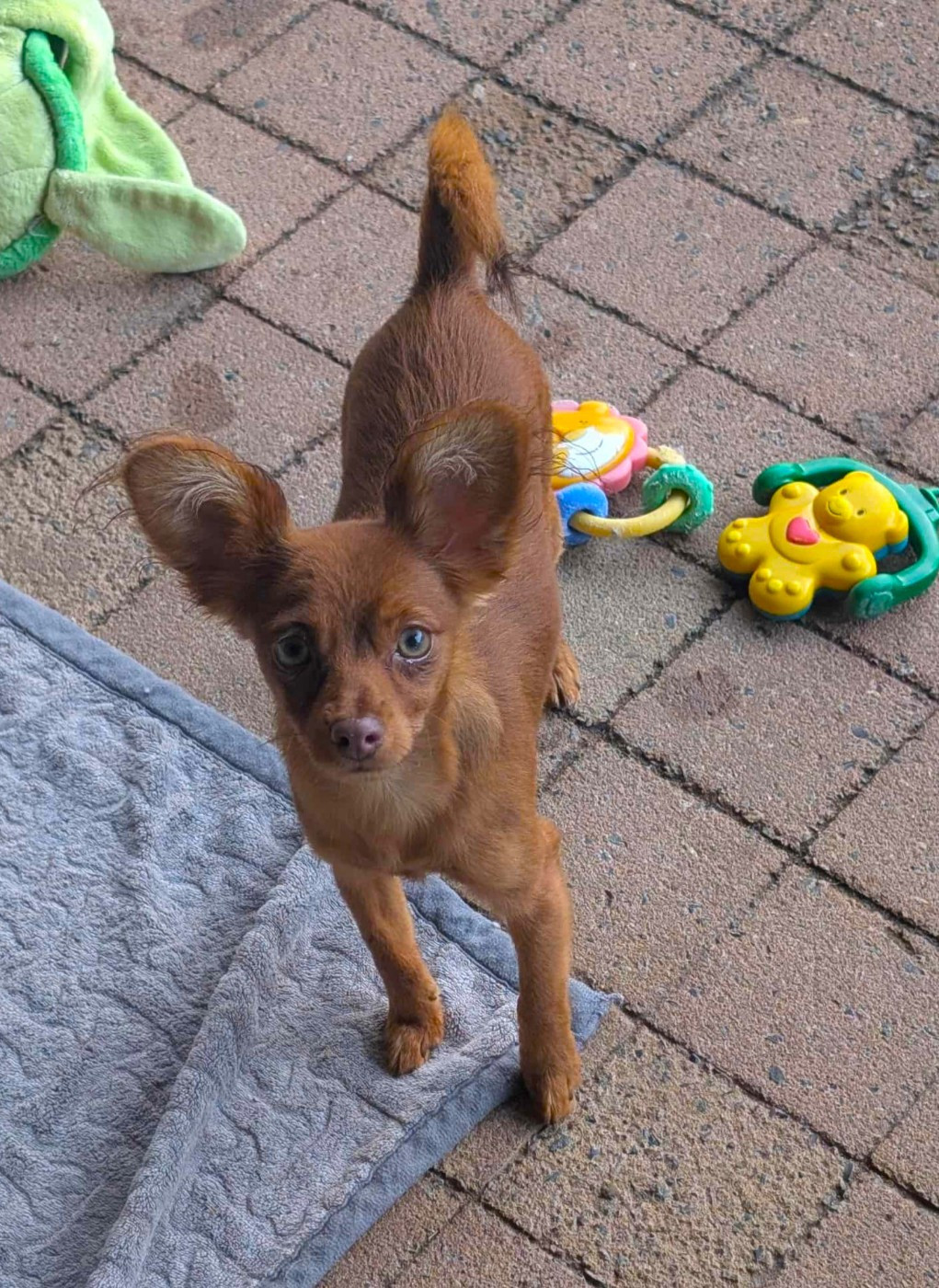 *libre de suite pour sa nouvelle maison*