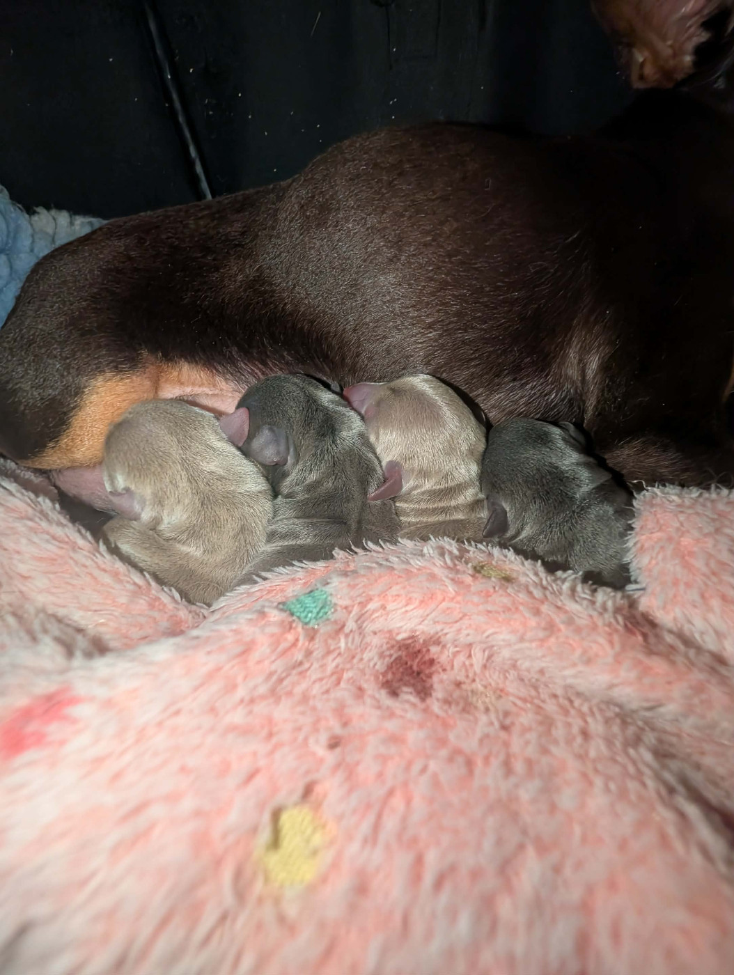 au Royaume D'ultra - ils sont nés