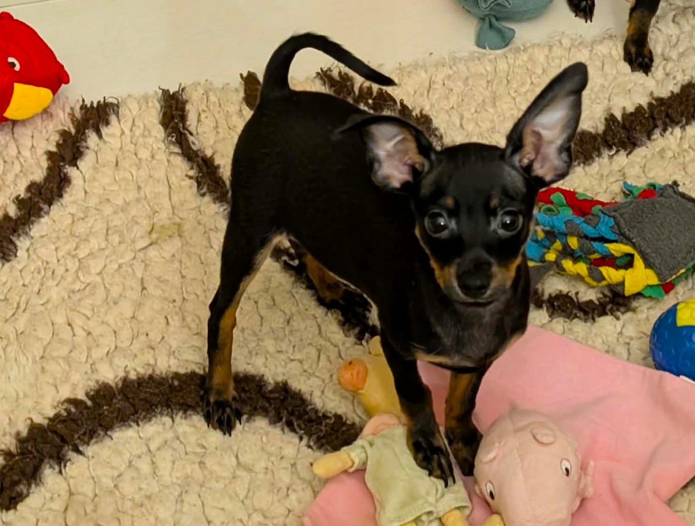 *libre de suite pour sa nouvelle maison*