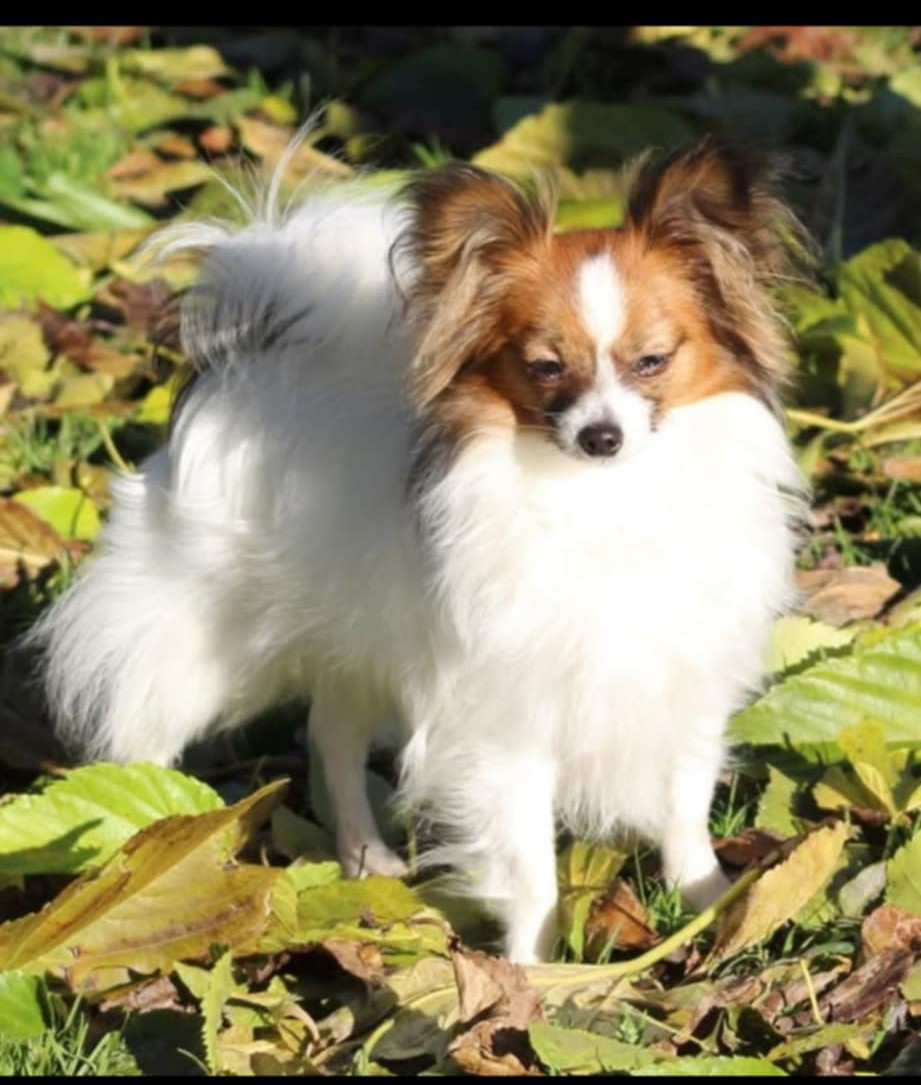 au Royaume D'ultra - EN VENTE