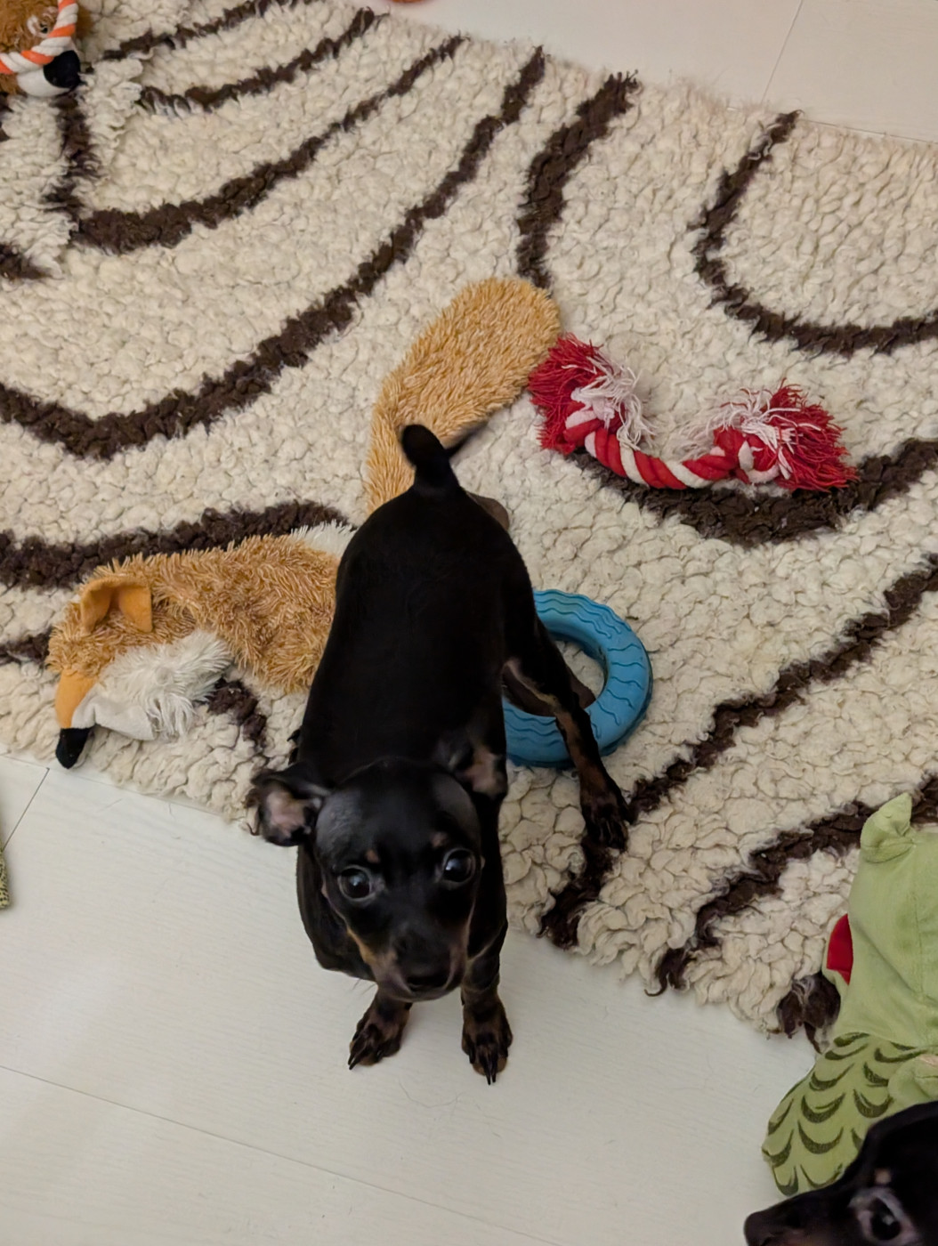 *Mon trés beau garçon disponible de suite* noir et feu