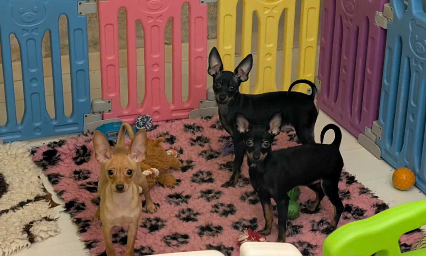 *Mon trés beau garçon disponible de suite* noir et feu