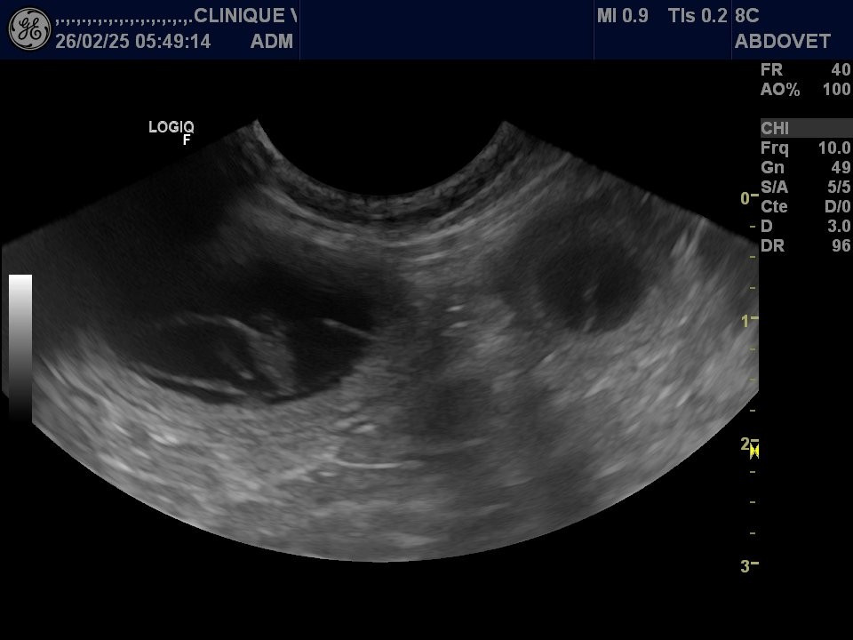 Bientôt des bébés