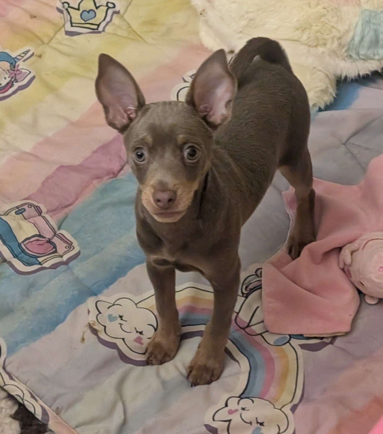 Mon adorable garçon disponible