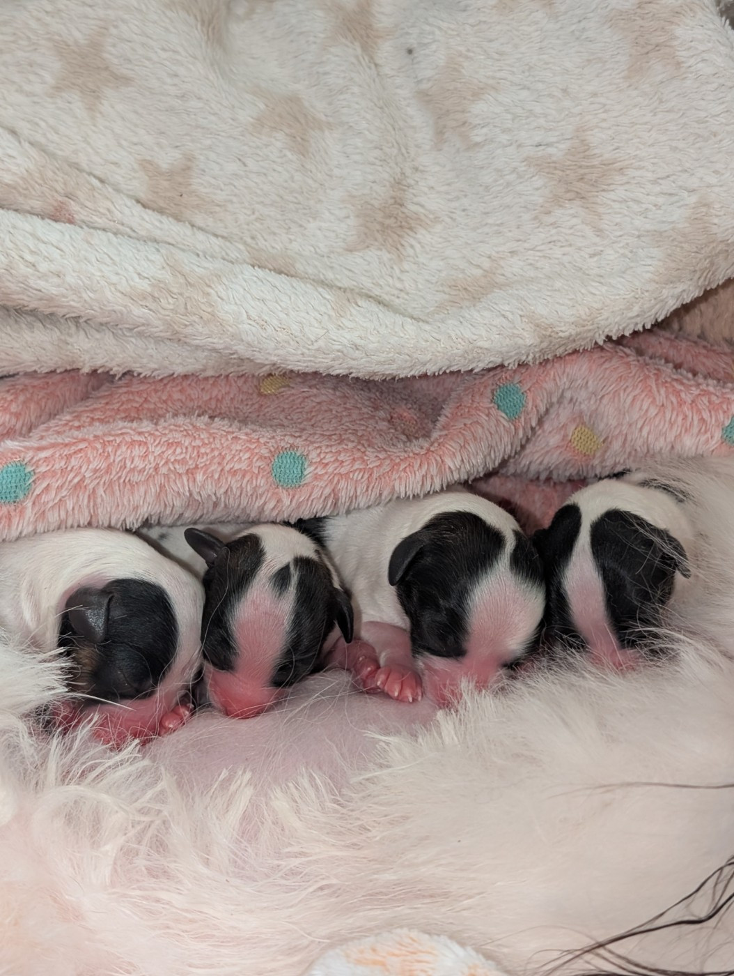 au Royaume D'ultra - 4 princesse