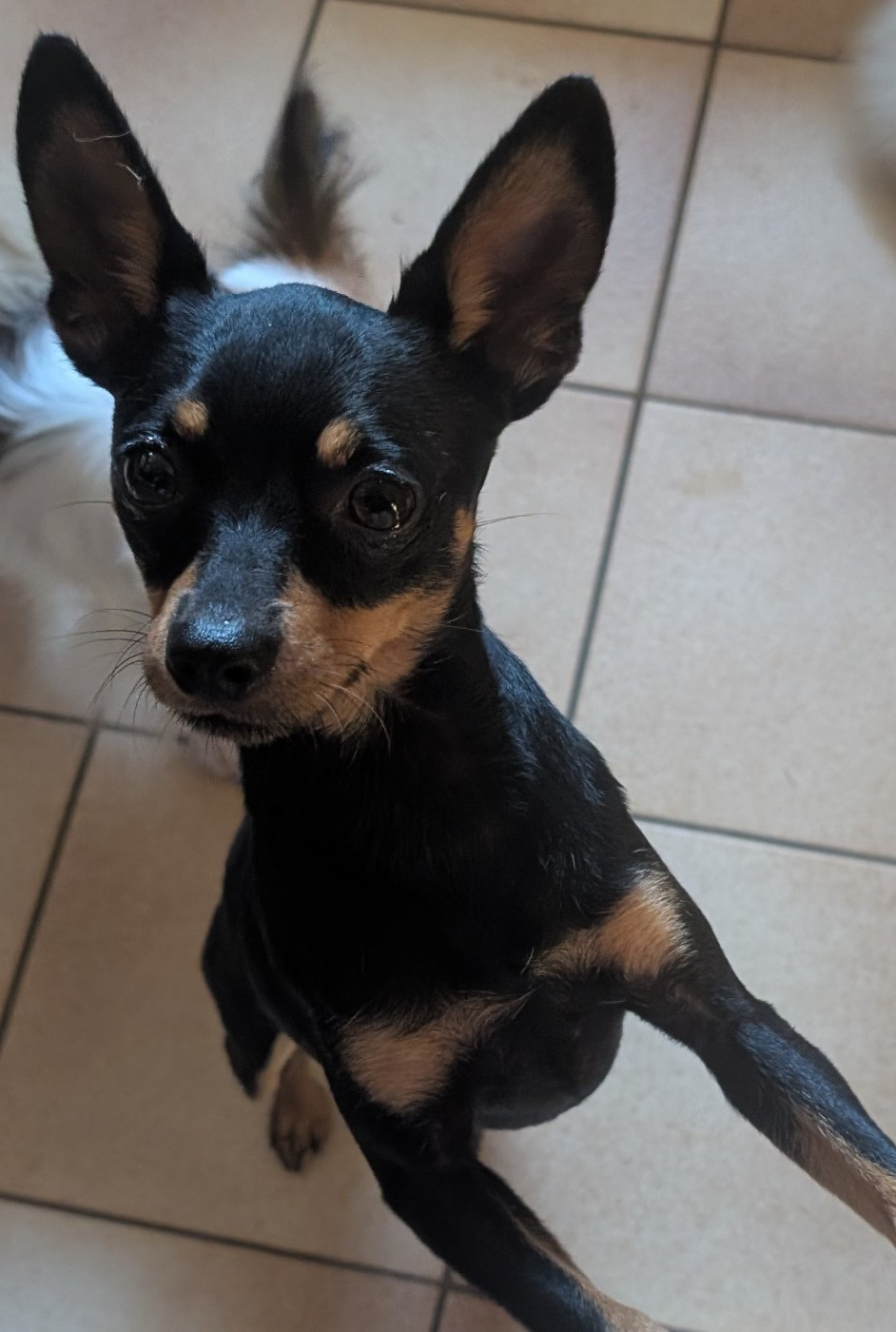 Mariage inter variété