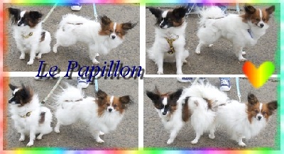 au Royaume D'ultra - caractére du papillon