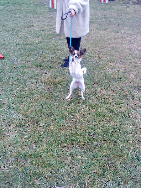 club agility et leurs amis