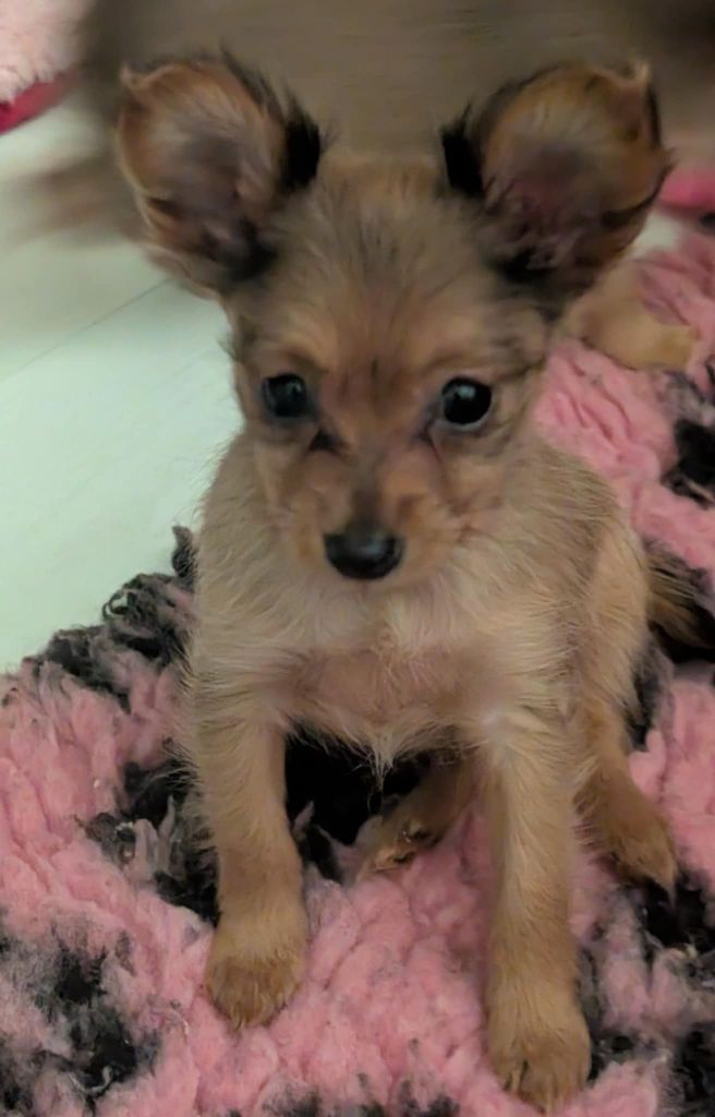 au Royaume D'ultra - Chiots disponibles - Russkiy Toy (Petit Chien Russe)